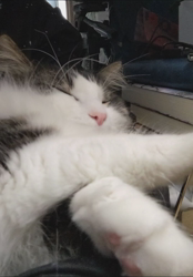 細野悦子ブリーダーからお迎えしたノルウェージャンフォレストキャット：喜八くん