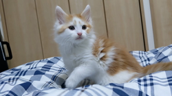 細野悦子ブリーダーからお迎えしたノルウェージャンフォレストキャット：雪丸くん