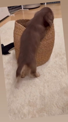 冨成いしんブリーダーからお迎えしたミニチュアダックスフンド(ロング)：あずきくん