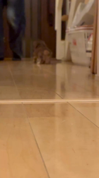 冨成いしんブリーダーからお迎えしたミニチュアダックスフンド(ロング)：あずきくん