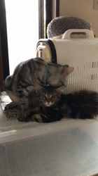 太田克彦ブリーダーからお迎えしたメインクーン：風ちゃん