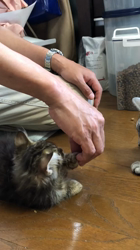 太田克彦ブリーダーからお迎えしたメインクーン：風ちゃん