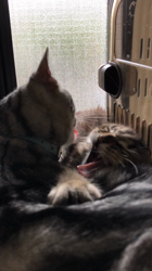 太田克彦ブリーダーからお迎えしたメインクーン：風ちゃん