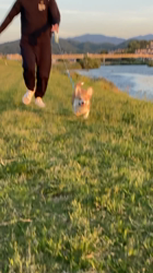 山本夏江ブリーダーからお迎えしたウェルシュ・コーギー・ペンブローク：なつちゃん