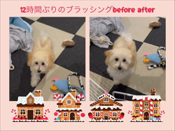 道上幸子ブリーダーからお迎えしたトイプードル：いなりちゃん