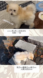 道上幸子ブリーダーからお迎えしたトイプードル：いなりちゃん