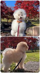 道上幸子ブリーダーからお迎えしたトイプードル：いなりちゃん