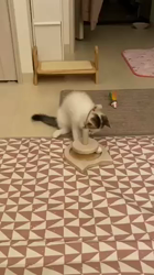 冨上哲也ブリーダーからお迎えしたミヌエット：グミくん