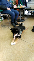 深田晶子ブリーダーからお迎えした柴犬：小鉄くん