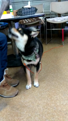 深田晶子ブリーダーからお迎えした柴犬：小鉄くん