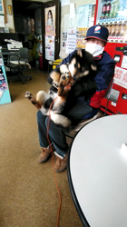 深田晶子ブリーダーからお迎えした柴犬：小鉄くん