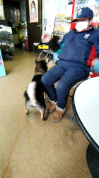 深田晶子ブリーダーからお迎えした柴犬：小鉄くん