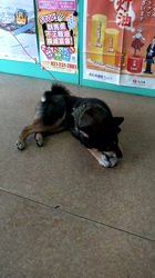 深田晶子ブリーダーからお迎えした柴犬：小鉄くん