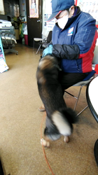 深田晶子ブリーダーからお迎えした柴犬：小鉄くん