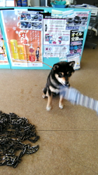 深田晶子ブリーダーからお迎えした柴犬：小鉄くん