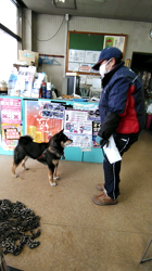 深田晶子ブリーダーからお迎えした柴犬：小鉄くん