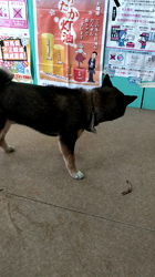 深田晶子ブリーダーからお迎えした柴犬：小鉄くん