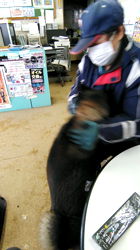 深田晶子ブリーダーからお迎えした柴犬：小鉄くん