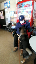 深田晶子ブリーダーからお迎えした柴犬：小鉄くん