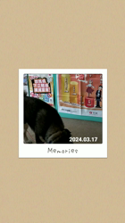深田晶子ブリーダーからお迎えした柴犬：小鉄くん