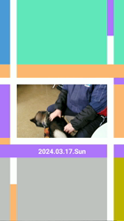 深田晶子ブリーダーからお迎えした柴犬：小鉄くん