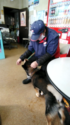 深田晶子ブリーダーからお迎えした柴犬：小鉄くん