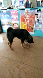 深田晶子ブリーダーからお迎えした柴犬：小鉄くん