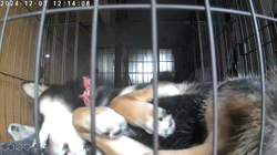 深田晶子ブリーダーからお迎えした柴犬：小鉄くん