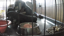 深田晶子ブリーダーからお迎えした柴犬：小鉄くん