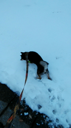 深田晶子ブリーダーからお迎えした柴犬：小鉄くん