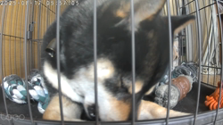 深田晶子ブリーダーからお迎えした柴犬：小鉄くん