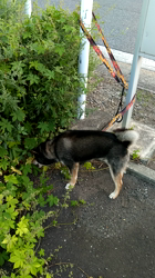 深田晶子ブリーダーからお迎えした柴犬：小鉄くん