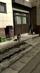 深田晶子ブリーダーからお迎えした柴犬：小鉄くん