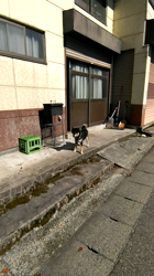 深田晶子ブリーダーからお迎えした柴犬：小鉄くん