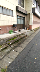 深田晶子ブリーダーからお迎えした柴犬：小鉄くん