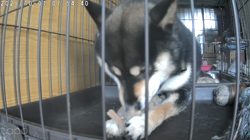 深田晶子ブリーダーからお迎えした柴犬：小鉄くん