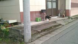 深田晶子ブリーダーからお迎えした柴犬：小鉄くん