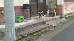 深田晶子ブリーダーからお迎えした柴犬：小鉄くん