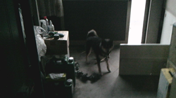 深田晶子ブリーダーからお迎えした柴犬：小鉄くん