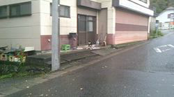 深田晶子ブリーダーからお迎えした柴犬：小鉄くん