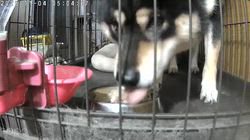 深田晶子ブリーダーからお迎えした柴犬：小鉄くん