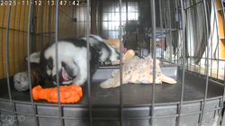 深田晶子ブリーダーからお迎えした柴犬：小鉄くん