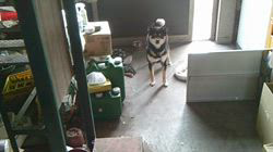 深田晶子ブリーダーからお迎えした柴犬：小鉄くん