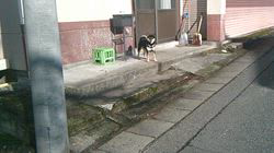 深田晶子ブリーダーからお迎えした柴犬：小鉄くん