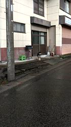 深田晶子ブリーダーからお迎えした柴犬：小鉄くん