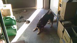 深田晶子ブリーダーからお迎えした柴犬：小鉄くん