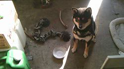 深田晶子ブリーダーからお迎えした柴犬：小鉄くん