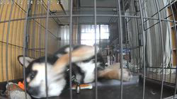 深田晶子ブリーダーからお迎えした柴犬：小鉄くん