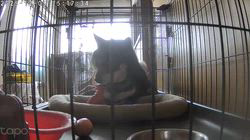 深田晶子ブリーダーからお迎えした柴犬：小鉄くん