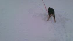 深田晶子ブリーダーからお迎えした柴犬：小鉄くん